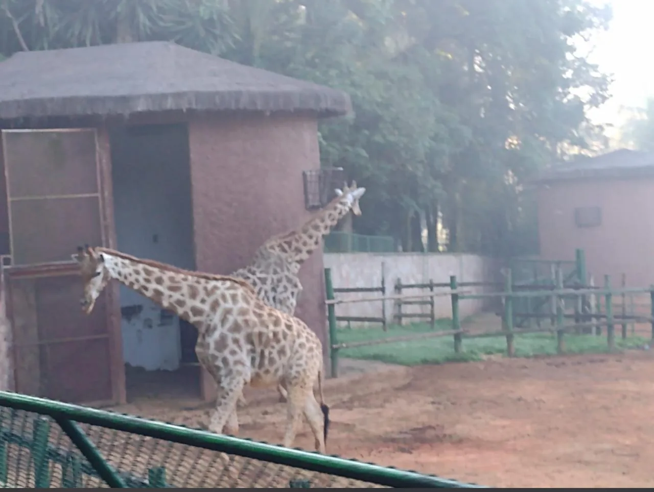 Duas girafas no recinto do Zoológico de São Paulo após o transporte especial