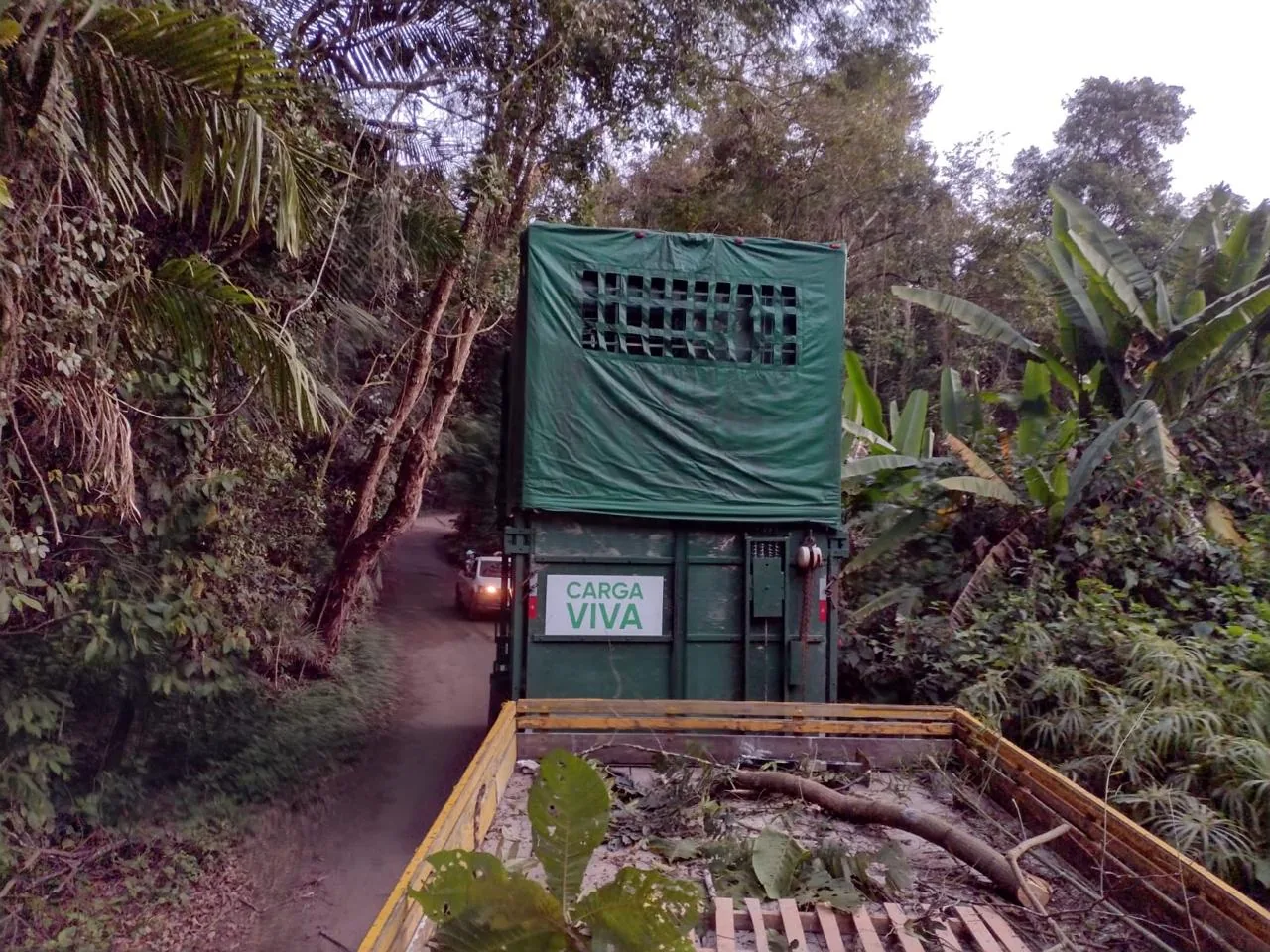 Carreta amarela com caixa verde de girafa passando por via estreita cercada por mata com galhos sobre a estrada