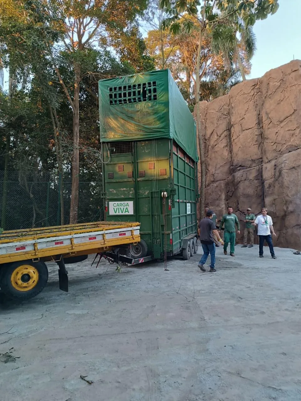 Caixa verde de girafa posicionada próxima a paredão de rocha artificial no recinto do Zoológico de São Paulo com equipe de apoio